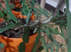 Mastigodryas danieli