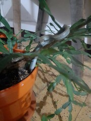 Mastigodryas danieli