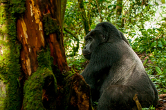 Gorilla beringei beringei