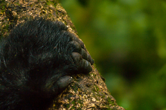 Gorilla beringei beringei