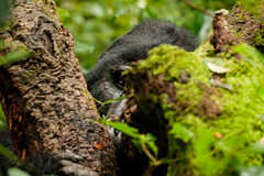 Gorilla beringei beringei