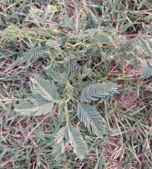 Prosopis juliflora