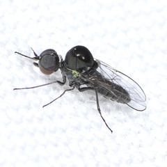 Mythicomyiidae