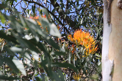 Loranthaceae