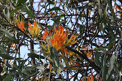 Loranthaceae