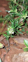 Polypremum procumbens