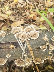 Trametes ochracea