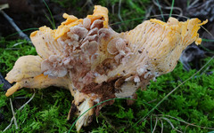Entoloma parasiticum
