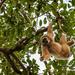 Sumatran Lar Gibbon - Photo (c) Adam Mallon, some rights reserved (CC BY-NC), uploaded by Adam Mallon