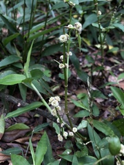 Alternanthera sessilis