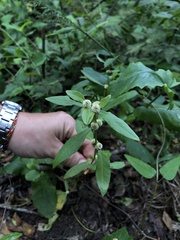 Alternanthera sessilis