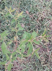 Croton bonplandianus