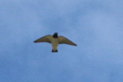 Artamus leucorynchus