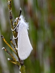 Tipanaea patulella