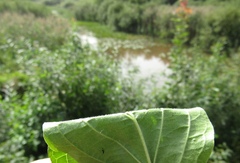 Cornus sanguinea australis