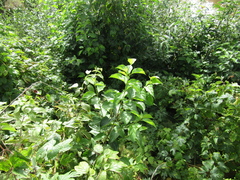 Cornus sanguinea australis