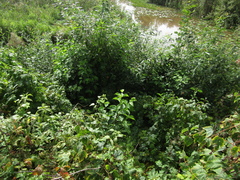 Cornus sanguinea australis