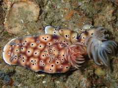 Hypselodoris tryoni