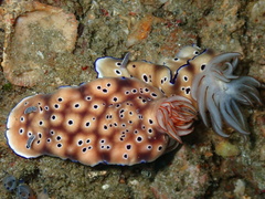 Hypselodoris tryoni