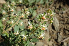 Reseda phyteuma