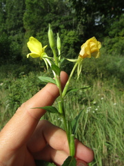 Oenothera rubricaulis