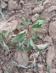 Melochia corchorifolia