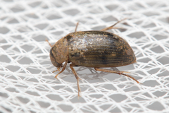 Berosus