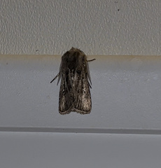 Agrotis gladiaria