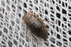 Berosus