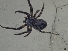 Larinioides ixobolus