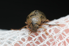 Berosus
