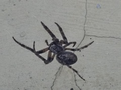 Larinioides ixobolus