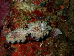 Glossodoris acosti