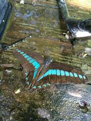 Graphium sarpedon connectens