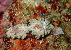 Glossodoris acosti