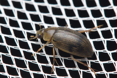Berosus