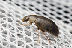 Berosus