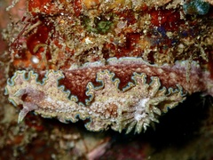 Glossodoris acosti