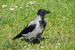 Corvus cornix