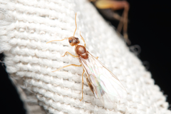 Iridomyrmex pallidus