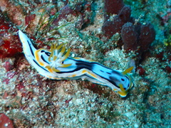 Chromodoris michaeli