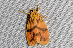 Miltochrista arcuata