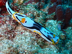 Chromodoris michaeli