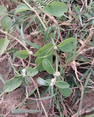 Alternanthera sessilis