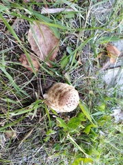 Coprinus comatus