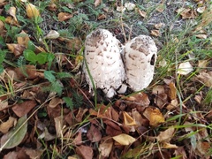 Coprinus comatus