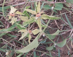 Croton bonplandianus