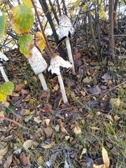 Coprinus comatus