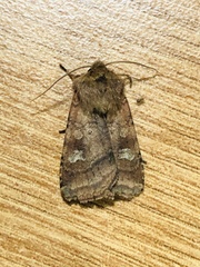 Diarsia rubi