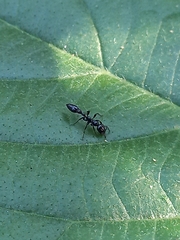 Tetraponera nigra